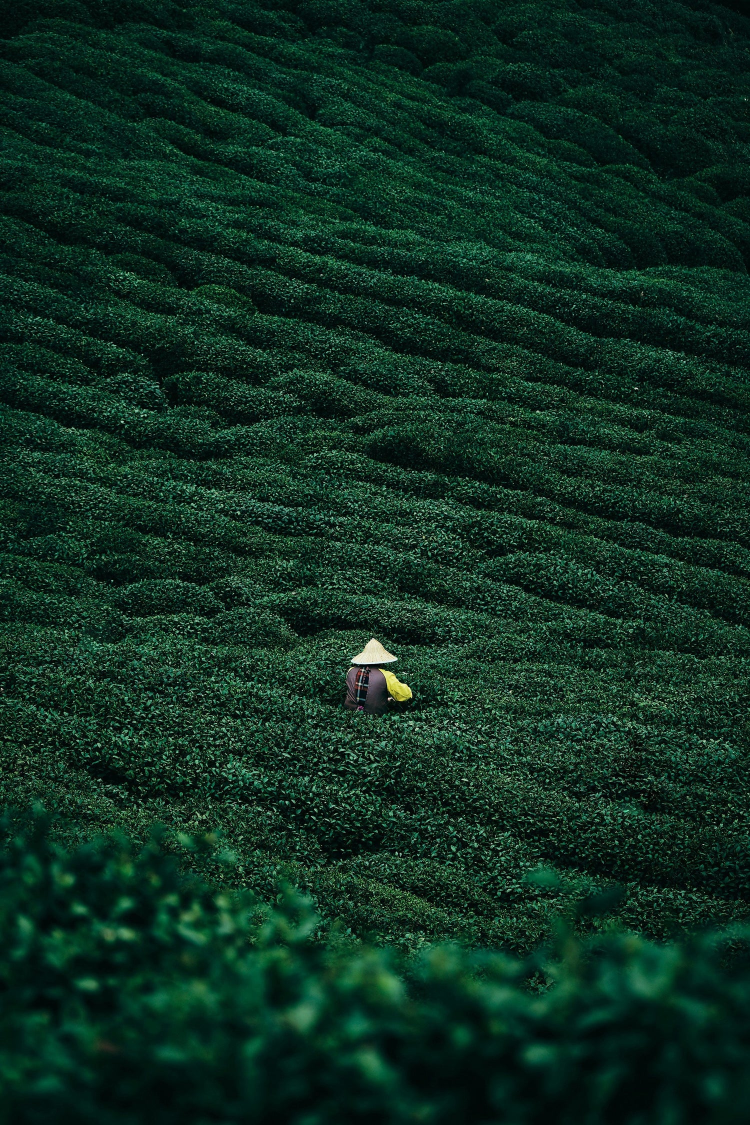 Tea Tree & Green Tea